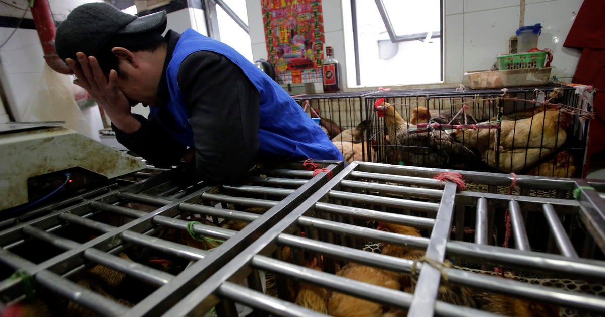 China Praised For Transparency During Bird Flu Outbreak - CBS News