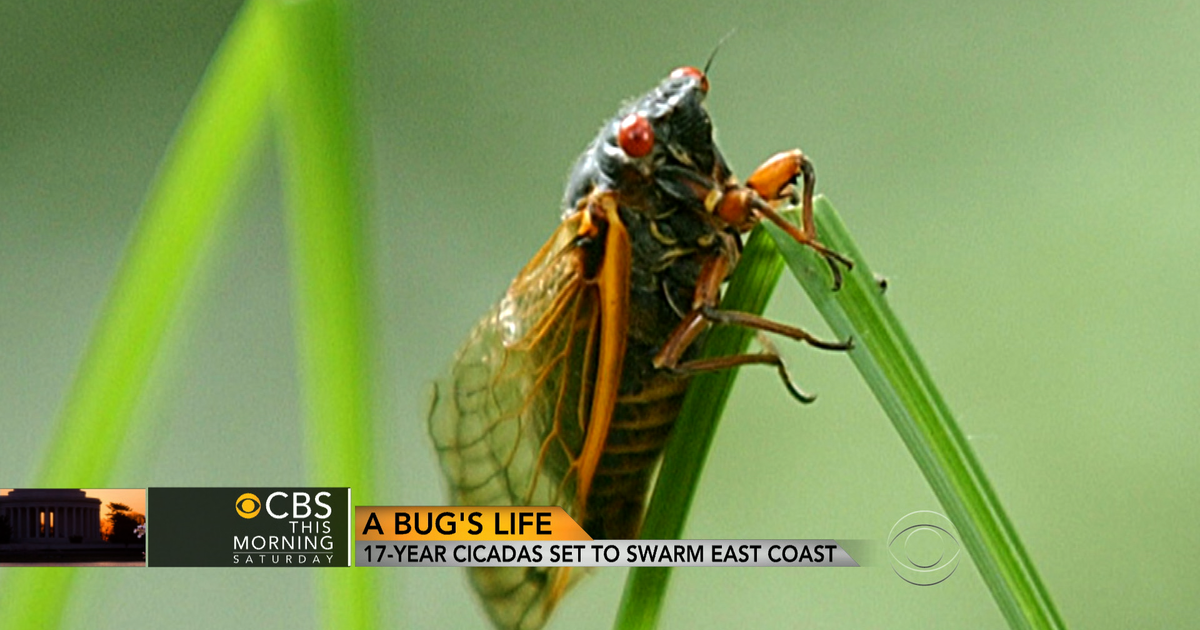 Noisy Cicadas Come Back To Life After Years Underground Cbs News