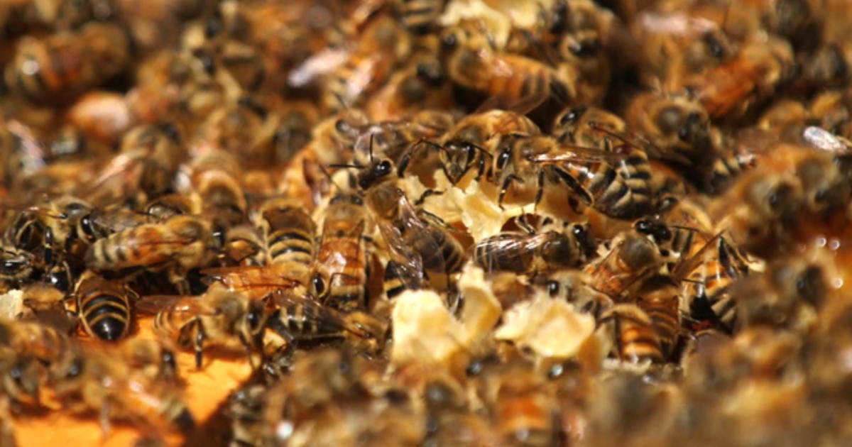 Pesticide blamed for declining bee population - CBS News