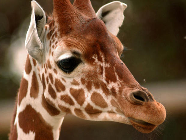 baby-giraffe.jpg 