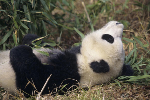 baby-panda.jpg 
