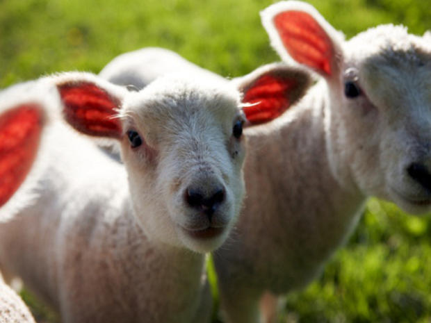 baby-sheep.jpg 