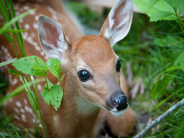baby-deer1.jpg 