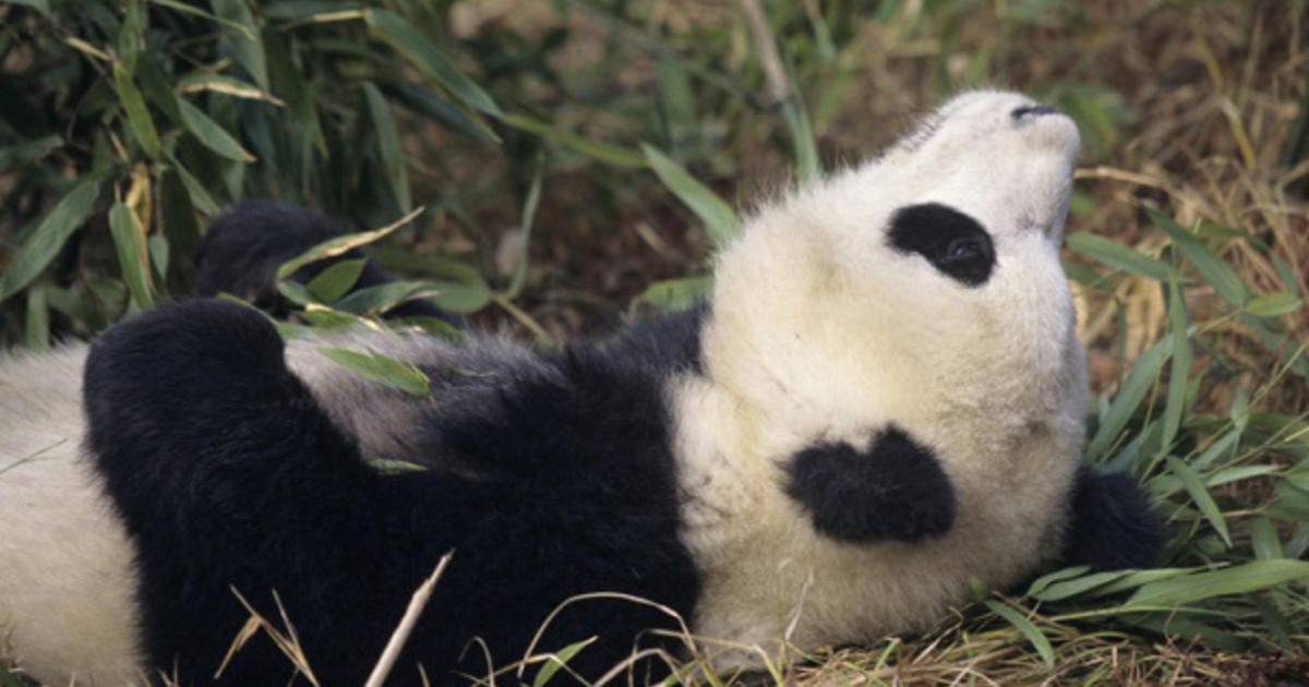 Exclusive Panda Monium In Detroit Snyder Talks Pandas Politics And