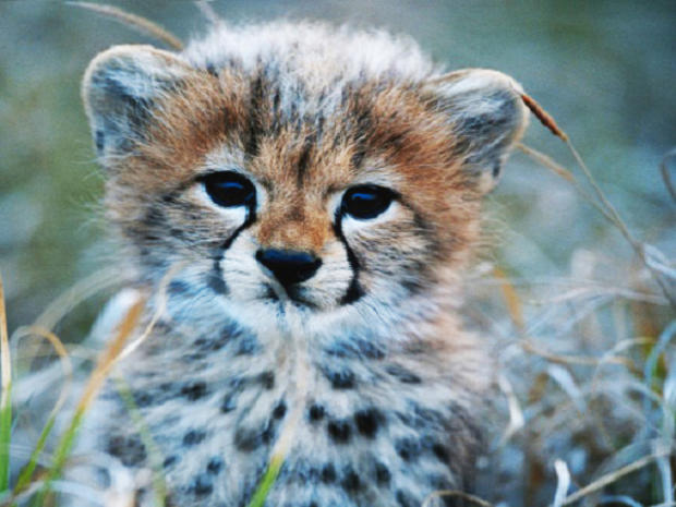 baby-cheetah.jpg 