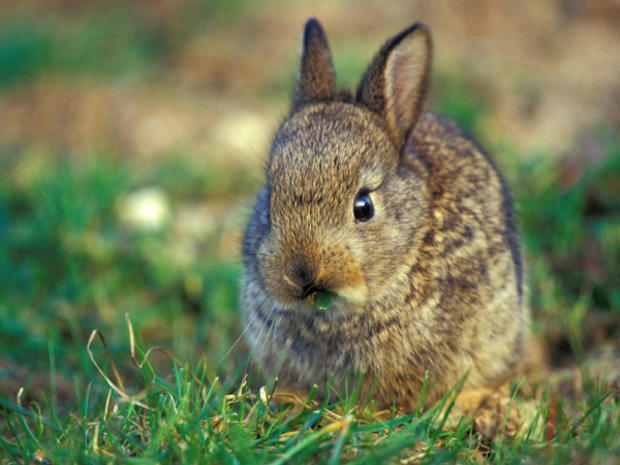 baby-rabbit.jpg 