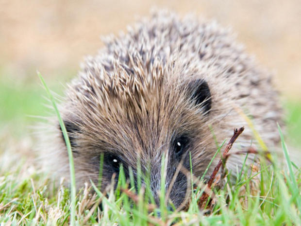baby-hedgehog.jpg 