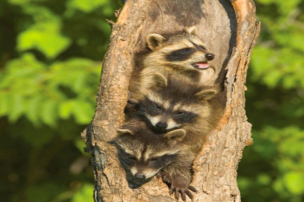 baby-raccoon.jpg 