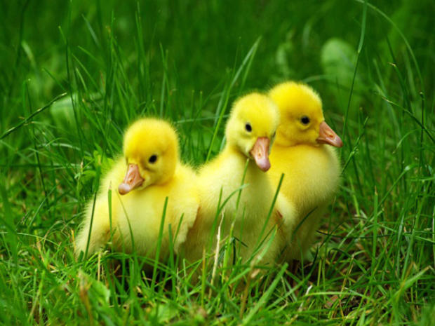 baby-chicks.jpg 