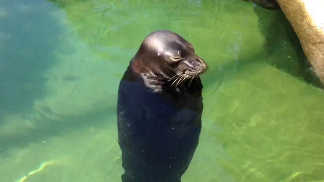 Hawaiian_Monk_Seal_Spinning_Brian_V.jpg 