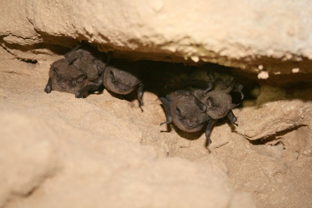 Indiana_bat_Ann_Froschauer_USFWS.jpg 
