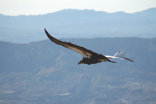 California_condor__412_soars_USFWS.jpg 