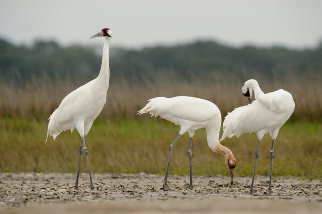 Whooping_cranes_at_Aransas_NWR_Klaus_Nigge_USFWS.jpg 