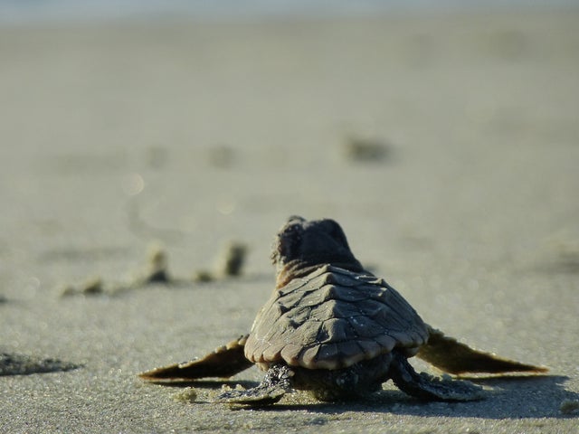 loggerhead_sea_turtle_Becky_Skiba_USFWS.jpg 