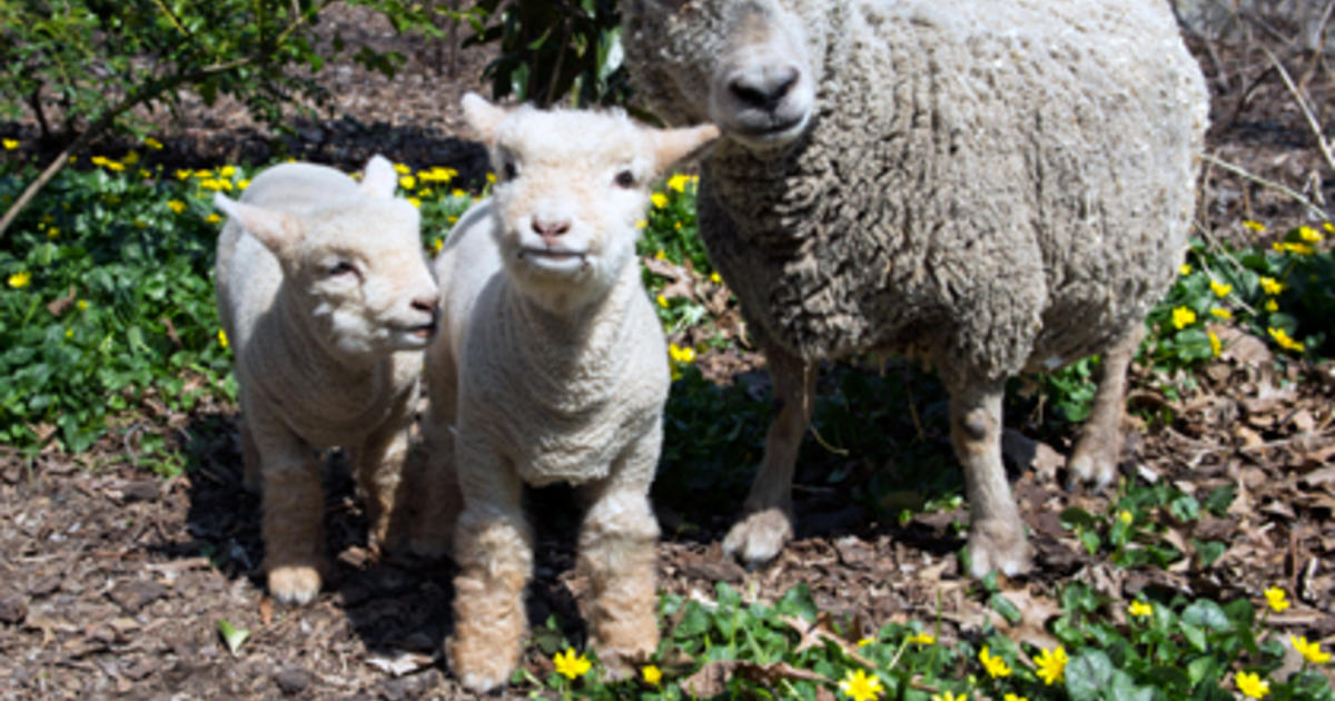 Babydoll Lambs Make Spring Debut At Prospect Park Zoo - CBS New York