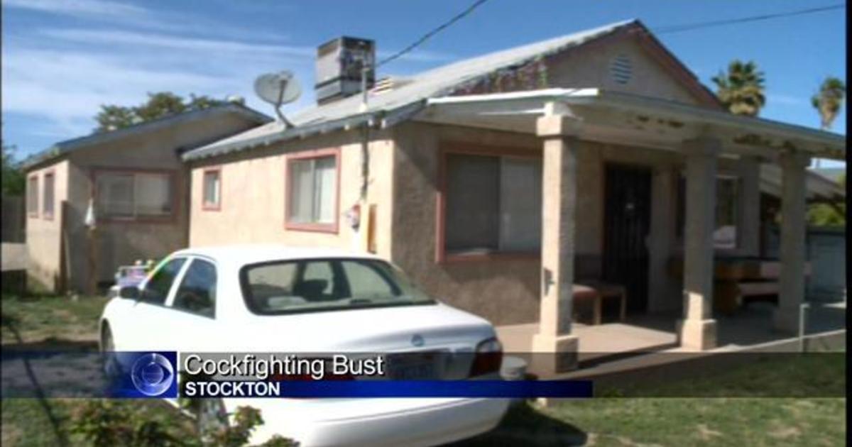 Deputies Raid Alleged Cockfighting Operation In Stockton Cbs Sacramento 