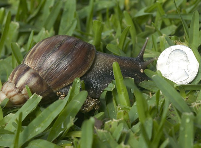 Snail6.jpg 