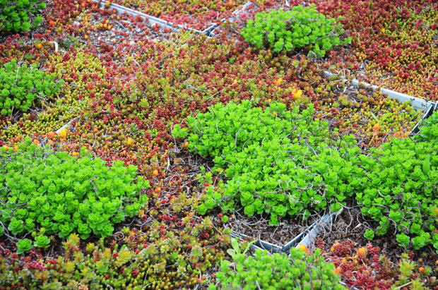 5 Boro Green Roof Garden Randall's Island 