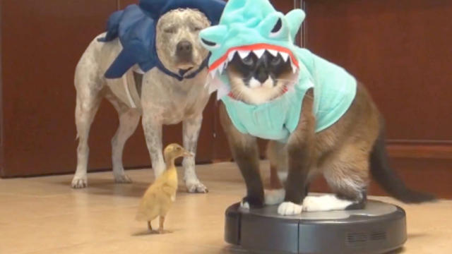 Cat_Dog_Duckling_Shark_Costumes_texasgirly1979.jpg 