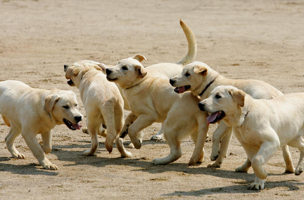 Cloned Sniffer Dogs Begin Training 