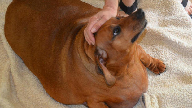 Obese dachshund's weight loss journey 