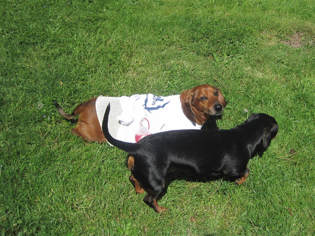 Obese dachshund's weight loss journey