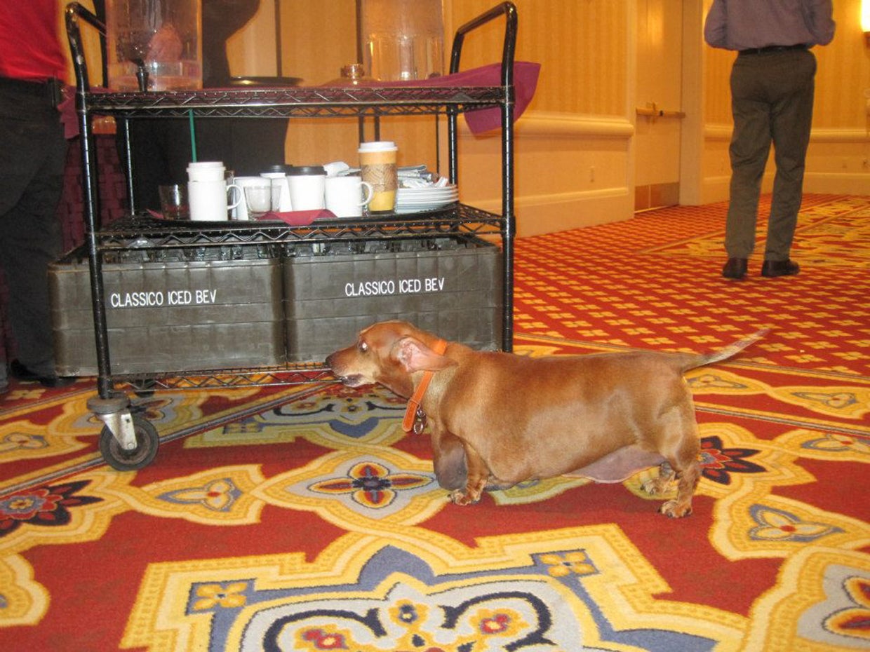 Obese dachshund's weight loss journey(01)