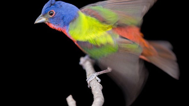 Joel Sartore's migratory birds 