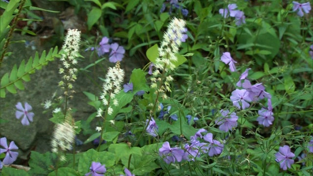 sm_0505_nature.jpg 