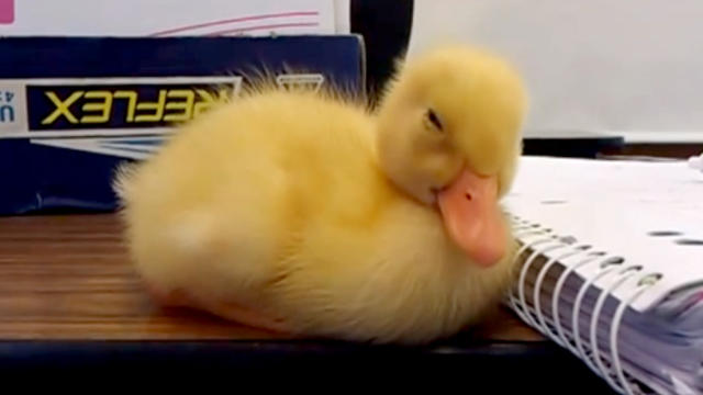 Sleepy_Baby_Duck_Dexter.jpg 