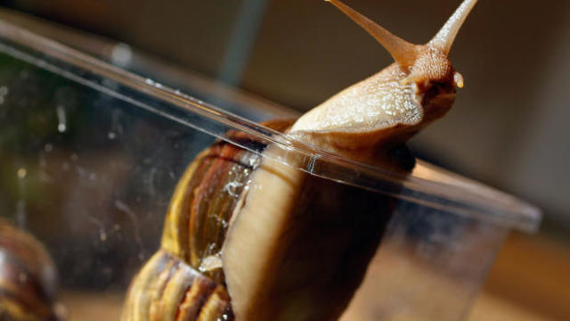 giant-snail.jpg 