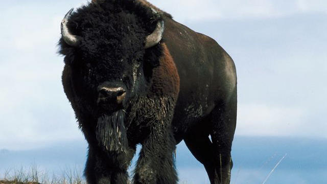 buffalo.jpg 