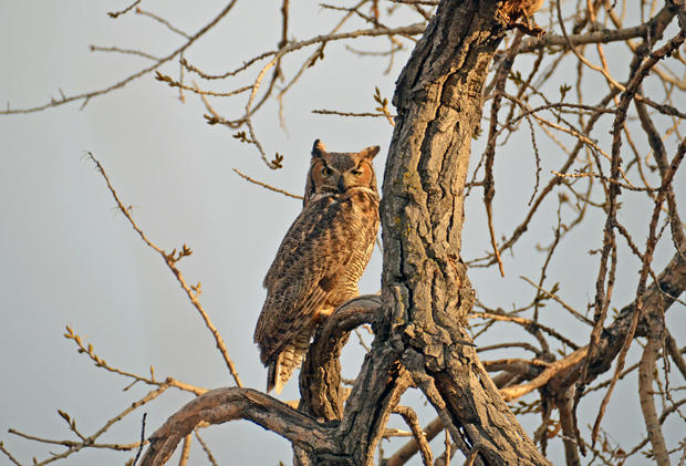 owl-cottonwood1.jpg 