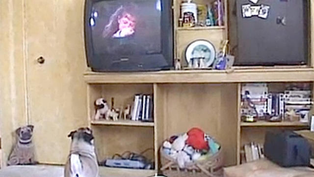 Pug_Watching_Favorite_Movie_Pugsplace.jpg 