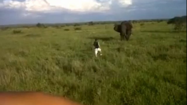 elephant, south africa 