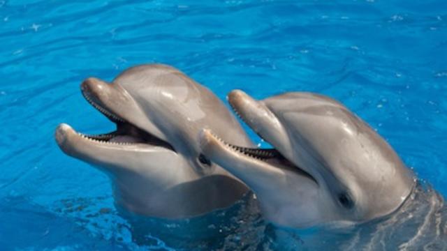 dolphins-thinkstock.jpg 