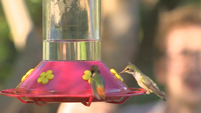 Slow_Motion_Hummingbirds_Earth_Unplugged.jpg 