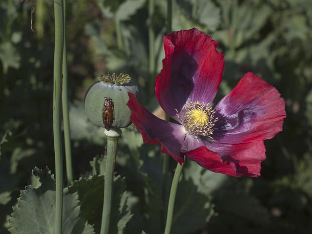 The opium sap from the bulb of the poppy plant is seen May 31, 2011, in Fayzabad, Badakhshan, Afghanistan. 