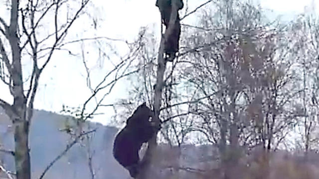 Bear_Chases_Man_Up_Tree.jpg 