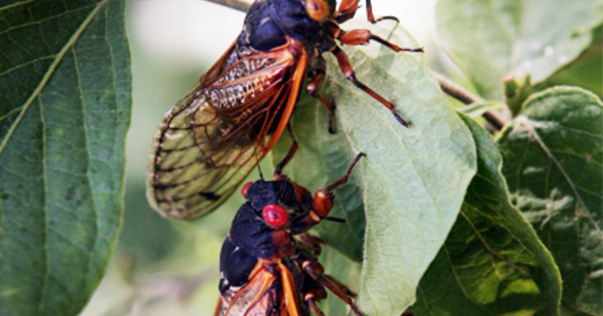Cicadas Return To New Jersey After 17 Years Just In Time For Memorial