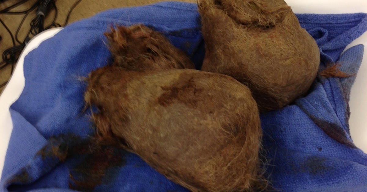 Surgeons remove 4-pound hairball from tiger