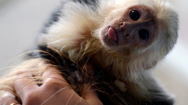 Justin Bieber's pet monkey "Mally" gets new permanent home 