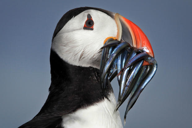 Visitors Enjoy The Wildlife At The Farne Islands 