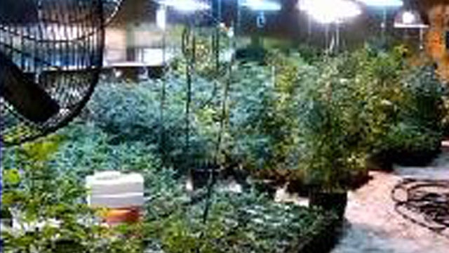 weedmom2.jpg 