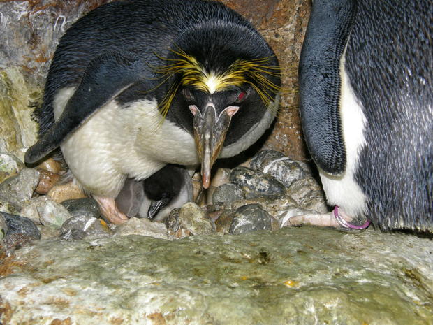 Macaroni Penguin Chick 