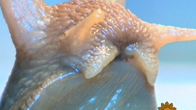 Invasive species spreading across America  