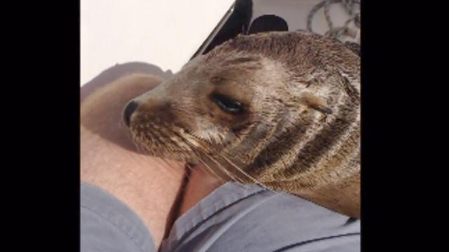 Baby_Sea_Lion_Cuddle_JR_Gilkinson.jpg 