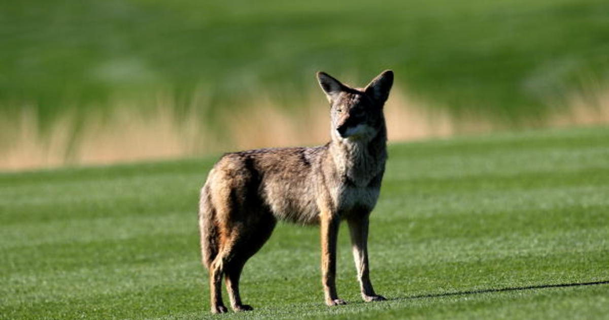 Coyotes in Bergen County, NJ: What You Need to Know for Safety