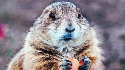 gopher-animal-generic.jpg 