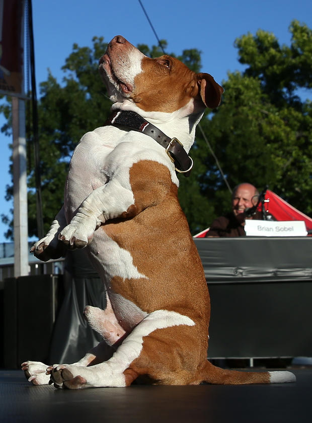 Annual Ugliest Dog Competition Held In Petaluma 